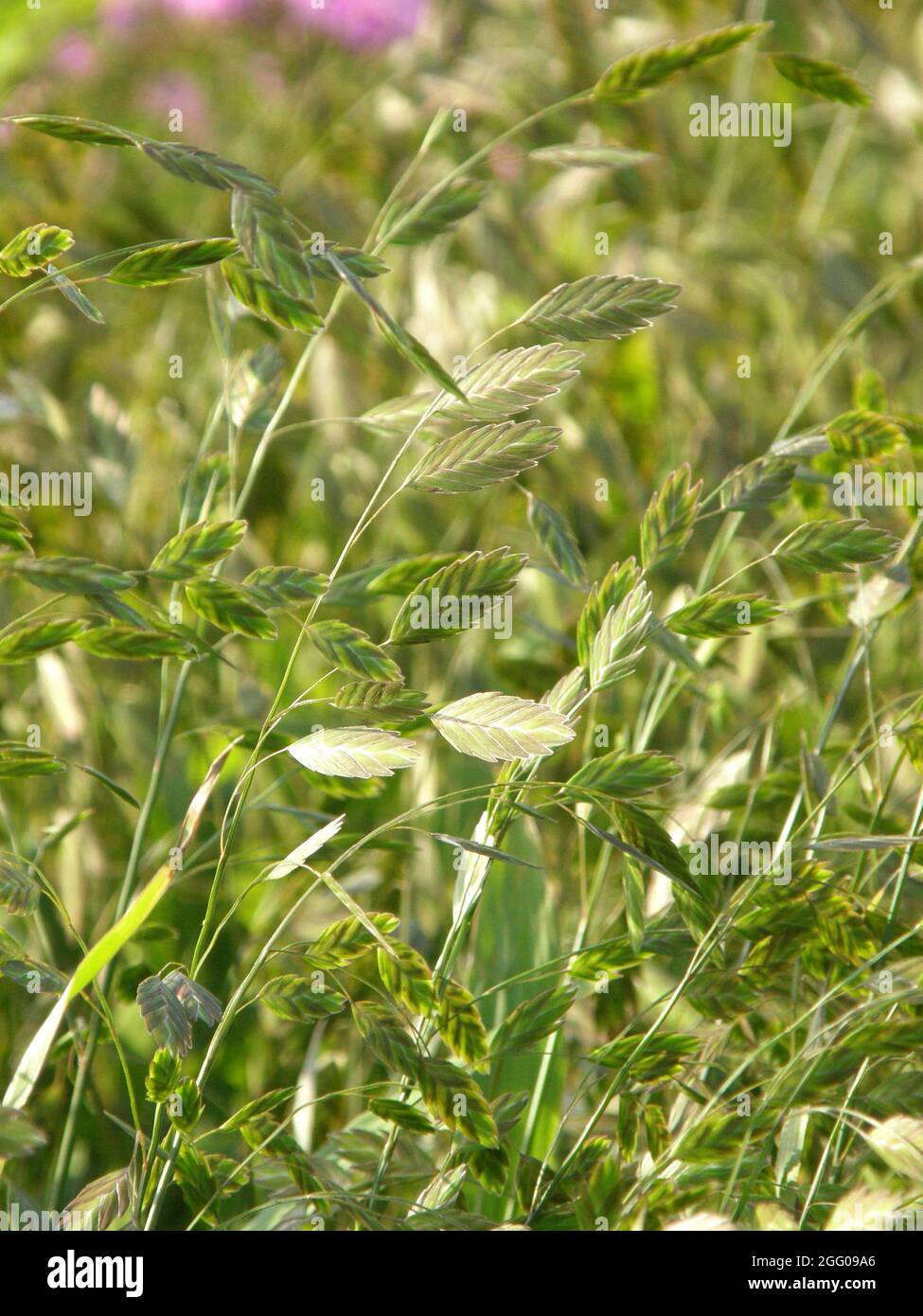 Pendent, flattened ornamental spikelets of North America wild oats (Chasmanthium latifolium) in a garden in September Stock Photo