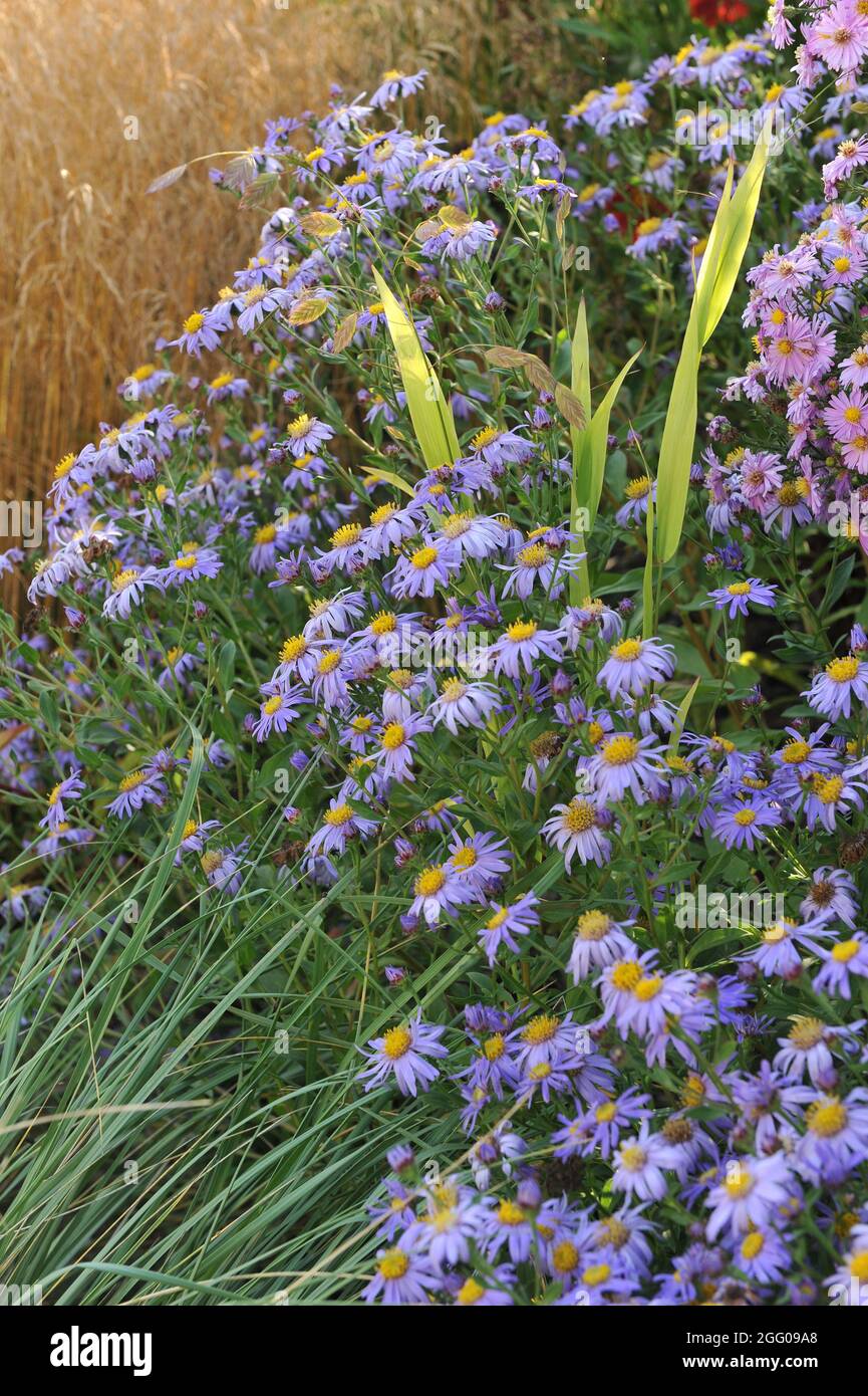 Aster amellus Rudolf Goethe and chartreuse foliage of North America wild oats (Chasmanthium latifolium) in a flower bed in a garden in September Stock Photo