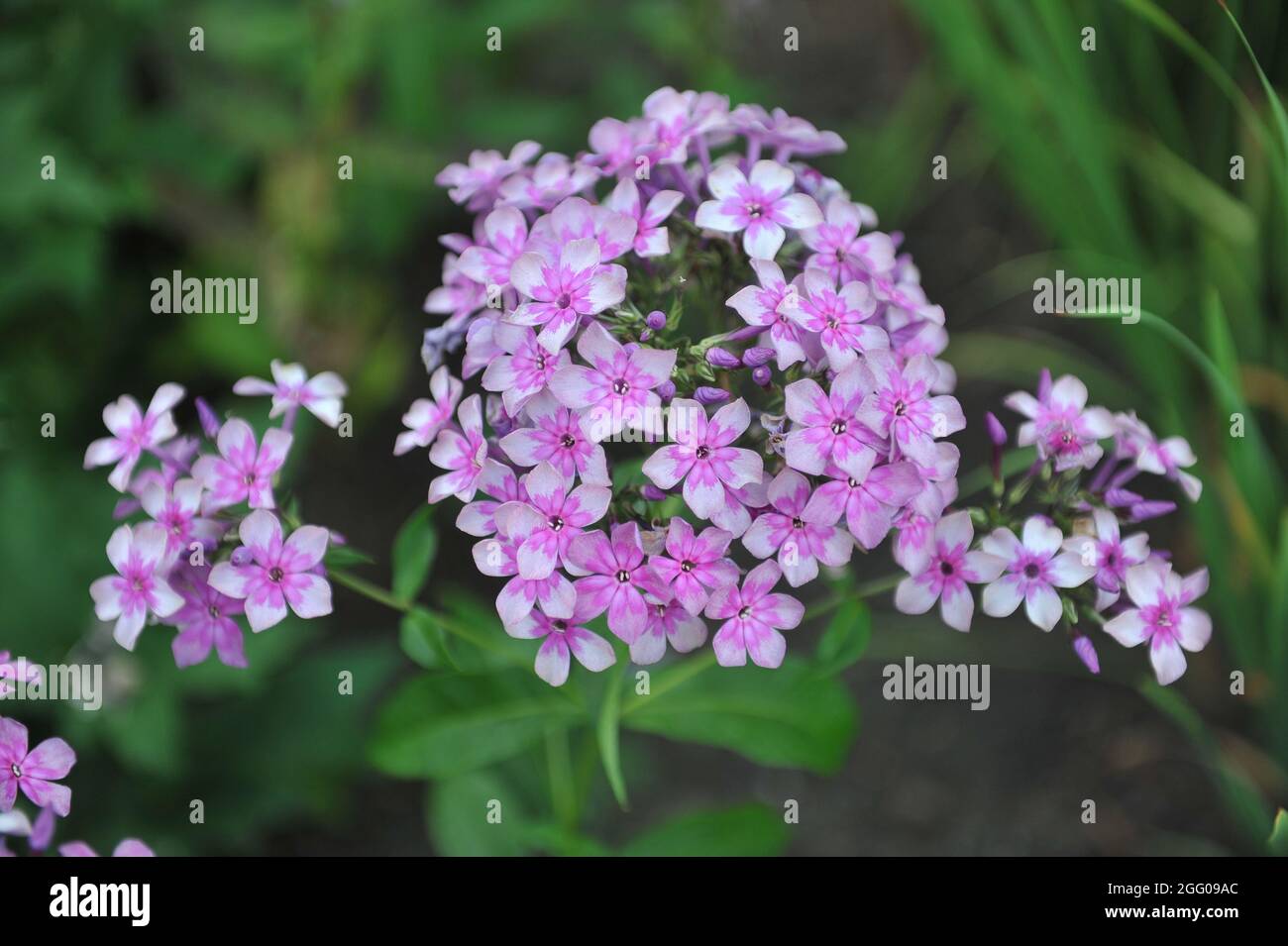 Pink phlox paniculata Zvezdochyot (Stargazer) with a silvery smoky pattern blooms in a garden in July Stock Photo