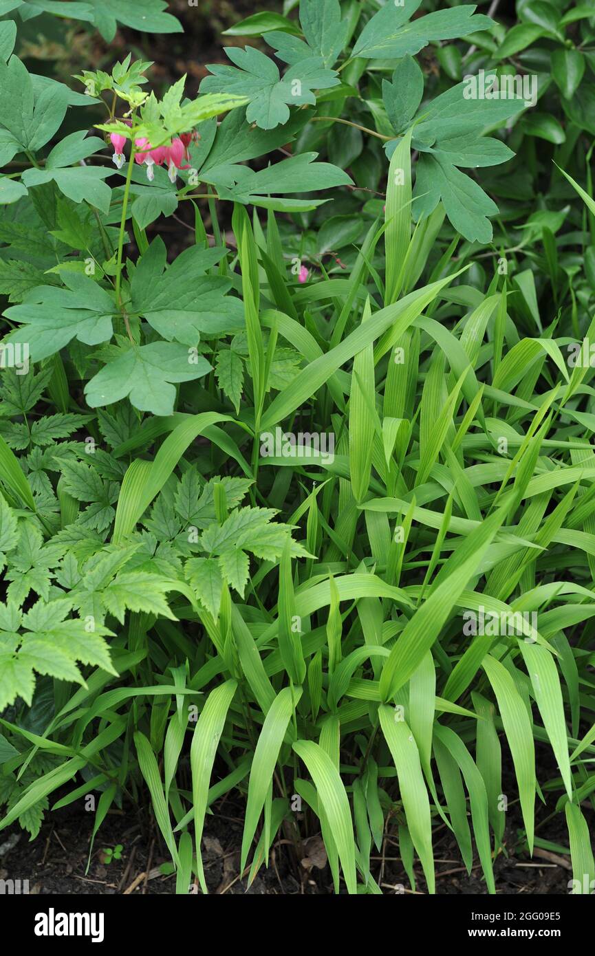 Green ornamental foliage of North America wild oats (Chasmanthium latifolium) and Dicentra spectabilis in a flower bed in a garden in May Stock Photo