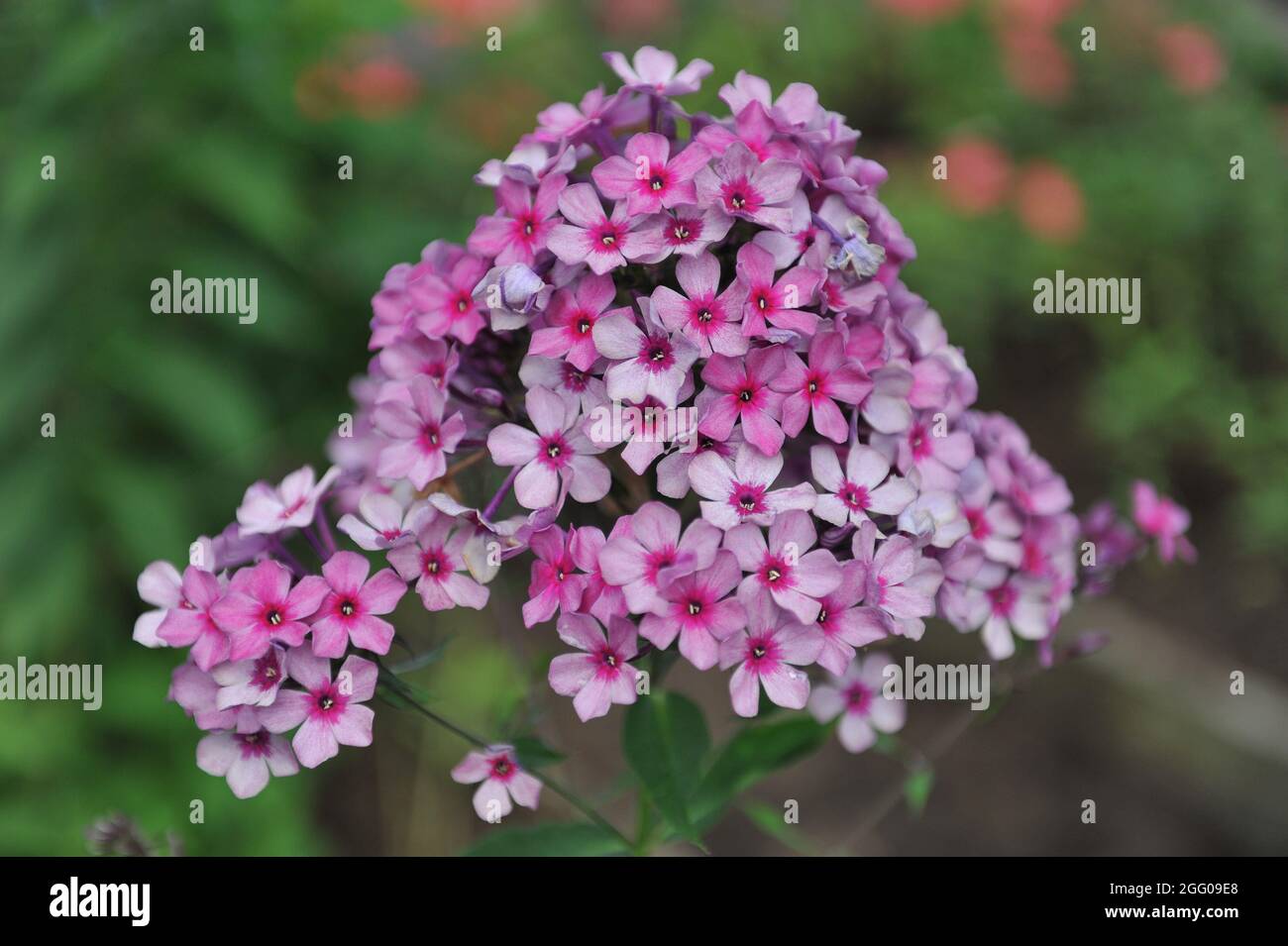 Pink small-flowered phlox paniculata Mister X with a silvery smoky pattern blooms in a garden in July Stock Photo