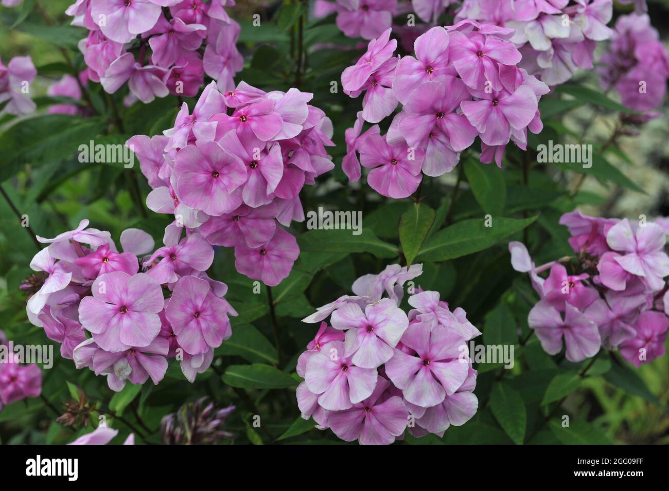 Pink phlox paniculata Sedaya Dama (The Gray-haired Lady) with a silvery smoky pattern blooms in a garden in July Stock Photo