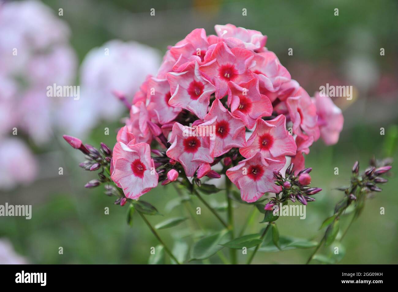 Pink phlox paniculata Uralskie Skazy (Ural Fairy Tales) with a silvery smoky pattern blooms in a garden in July Stock Photo