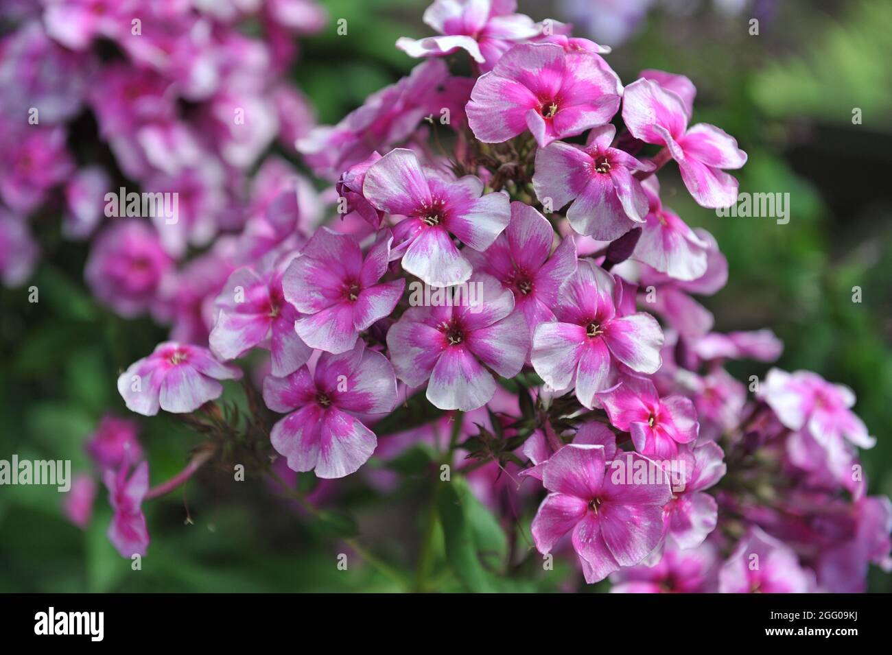 Pink phlox paniculata Venets (The Crown) with a silvery smoky pattern blooms in a garden in July Stock Photo