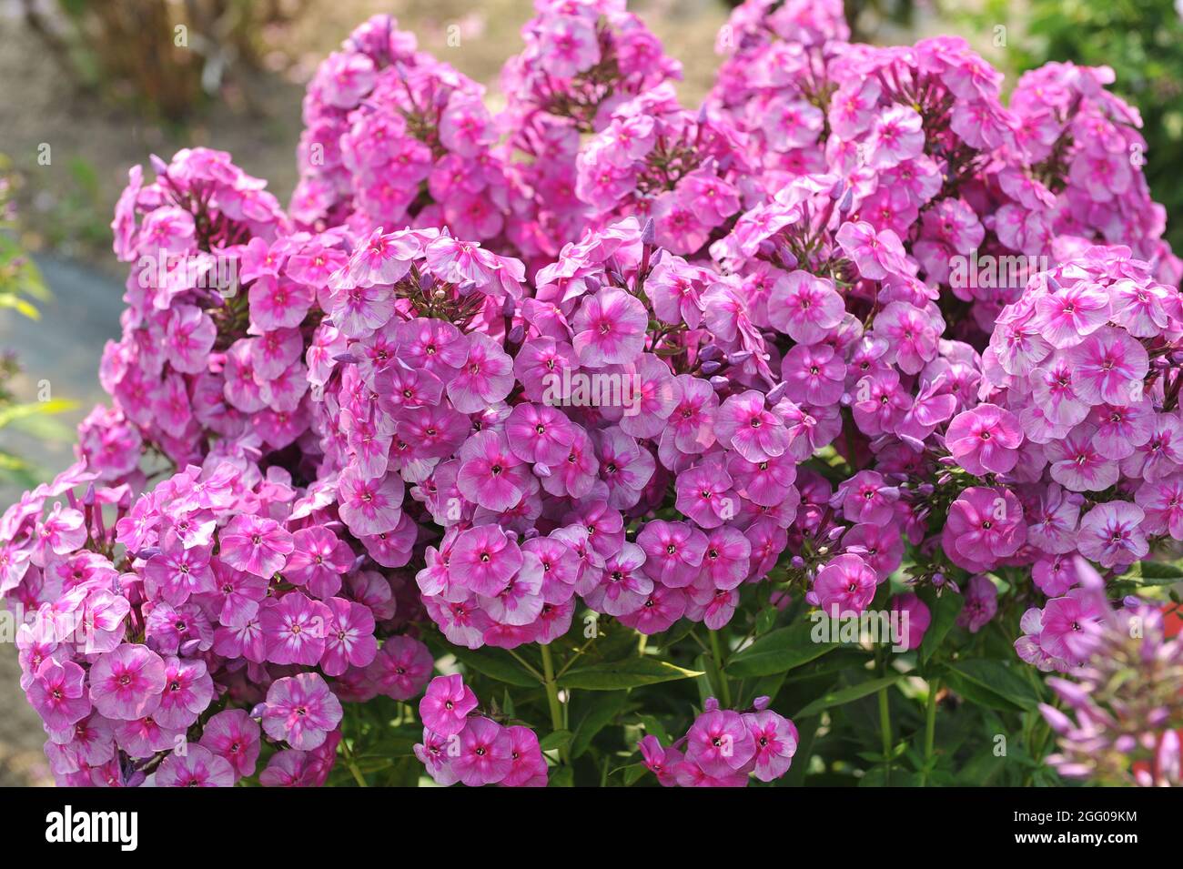 Pink phlox paniculata Zhostovsky Souvenir with a silvery smoky pattern blooms in a garden in July Stock Photo