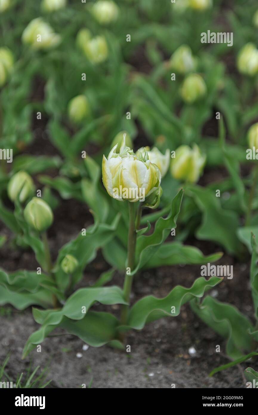 White multi-flowered Double Early tulip (Tulipa) Gerard Dou blooms in a garden in April Stock Photo