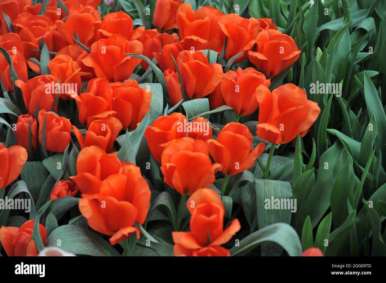 Orange-red Greigii tulip (Tulipa) Giant Orange Sunrise blooms in a garden in April Stock Photo