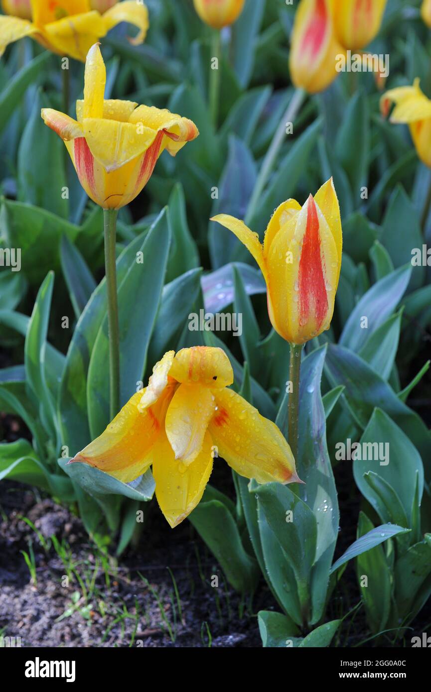 Yellow and red Kaufmanniana tulip (Tulipa) Giuseppe Verdi blooms in a garden in April Stock Photo