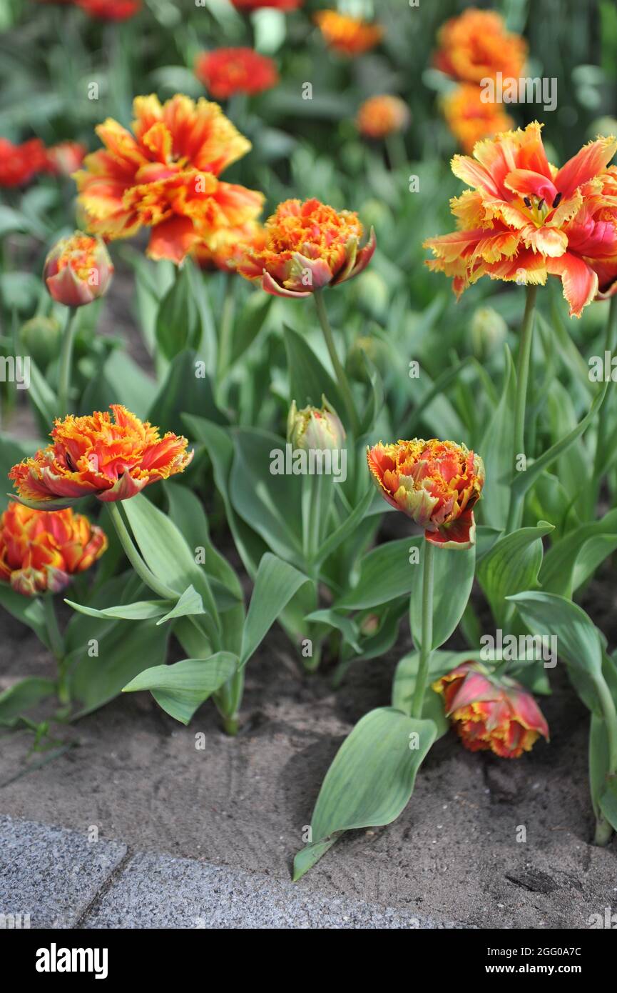 Red and yellow Fringed tulip (Tulipa) Golddust blooms in a garden in