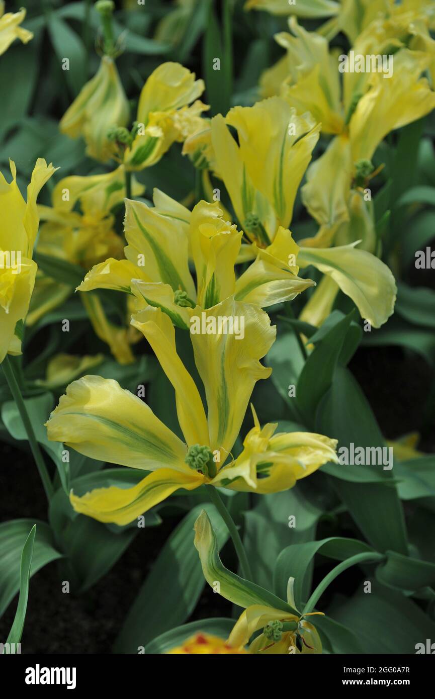 Yellow and green Viridiflora tulip (Tulipa) Golden Artist blooms in a garden in April Stock Photo