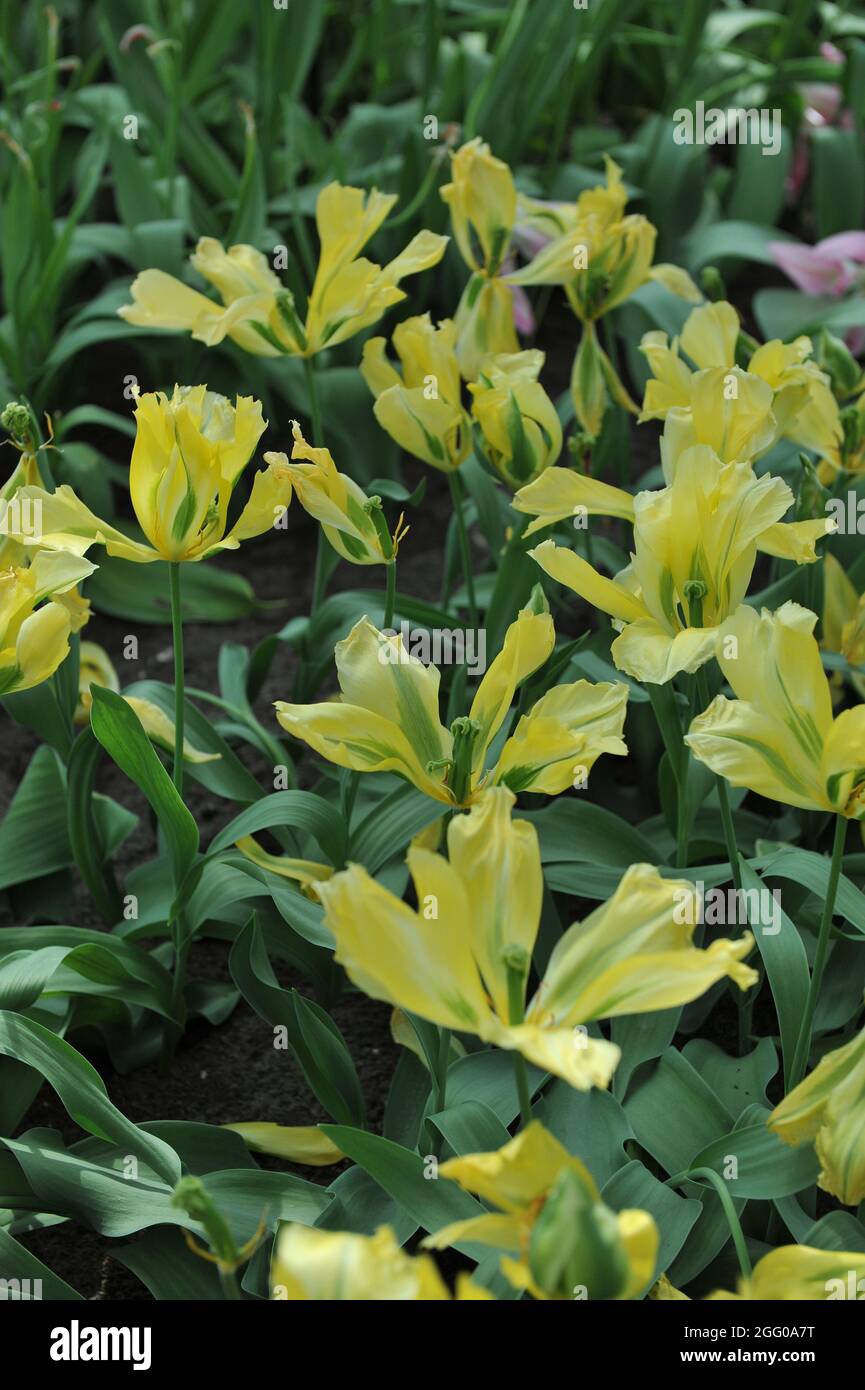 Yellow and green Viridiflora tulip (Tulipa) Golden Artist blooms in a garden in April Stock Photo