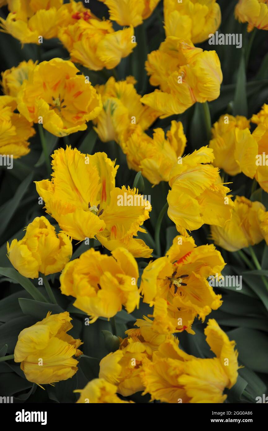 Parrot tulip hi-res stock photography and images - Alamy