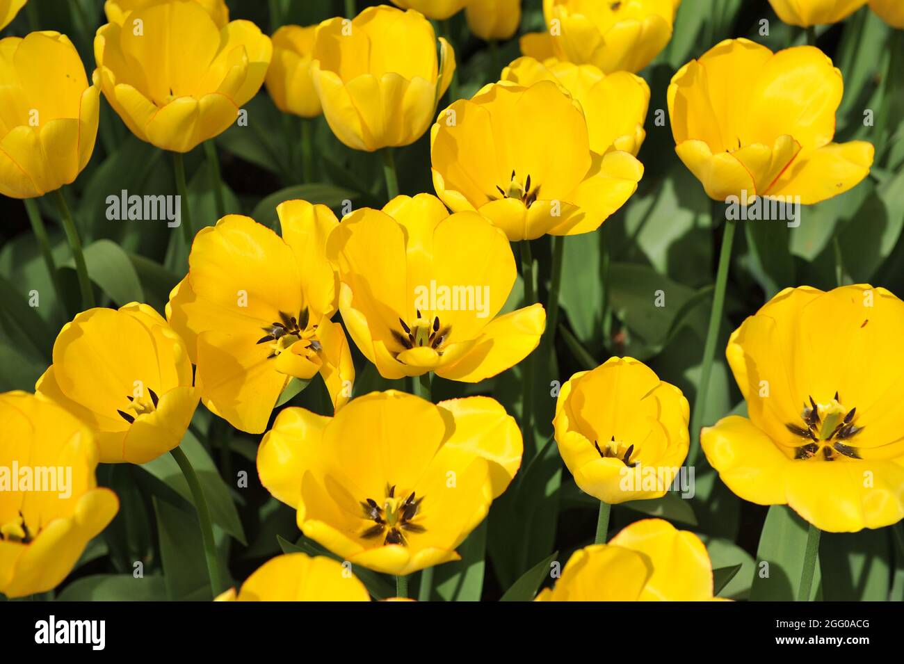 Yellow Darwin Hybrid tulip (Tulipa) Golden Parade blooms in a garden in April Stock Photo