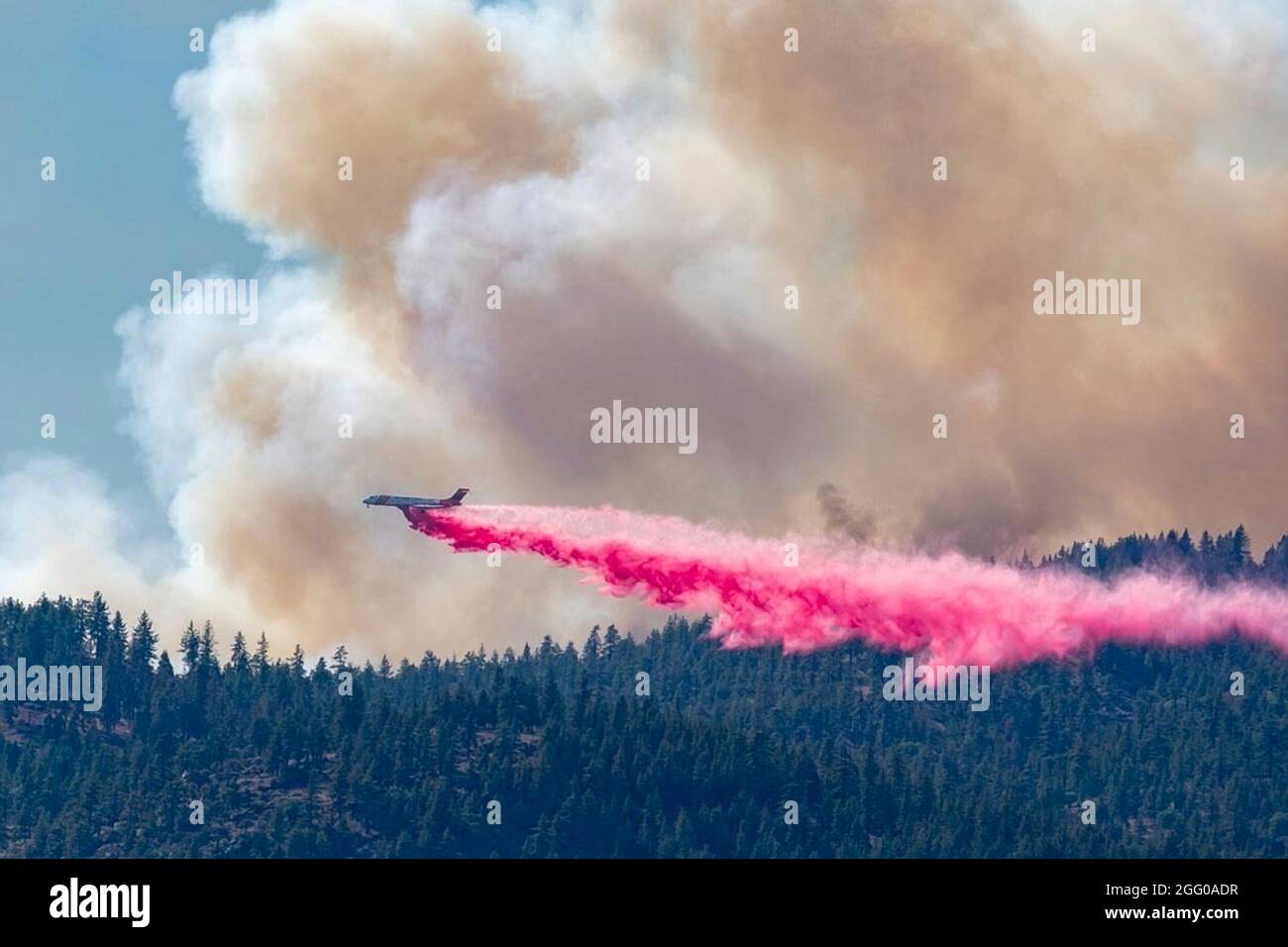A civilian C-130 air tanker drops fire retardant on the Beckwourth Complex Fire July 9, 2021 near Frenchman Lake, California. Stock Photo