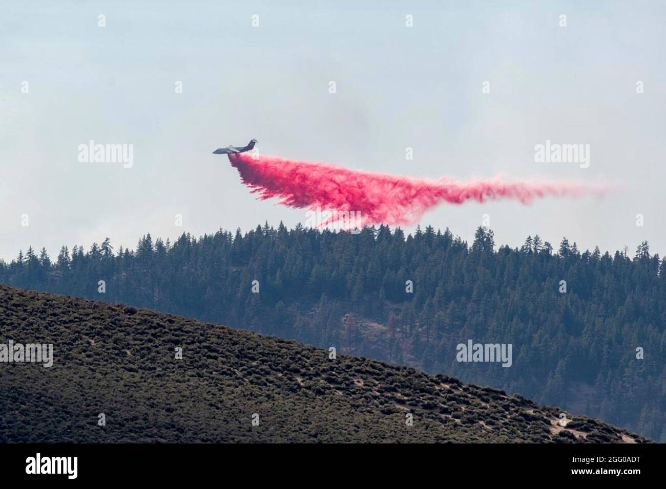 A civilian C-130 air tanker drops fire retardant on the Beckwourth Complex Fire July 9, 2021 near Frenchman Lake, California. Stock Photo