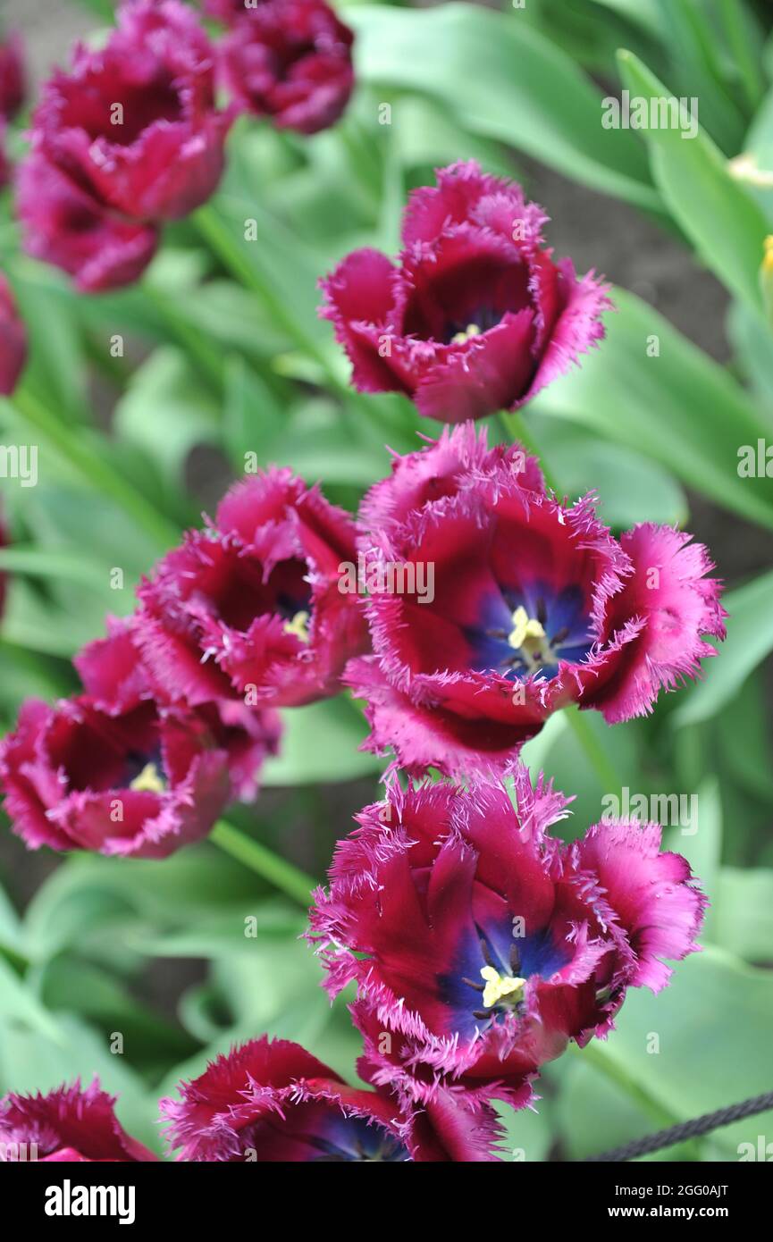 Tulip gorilla hi-res stock photography and images - Alamy