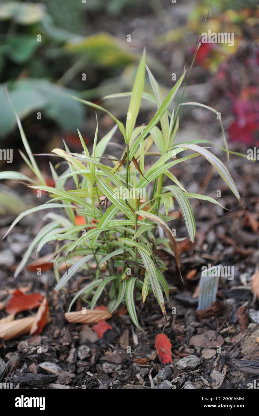 Variegated ornamental leaves of North America wild oats (Chasmanthium latifolium) River Mist in a garden in October Stock Photo