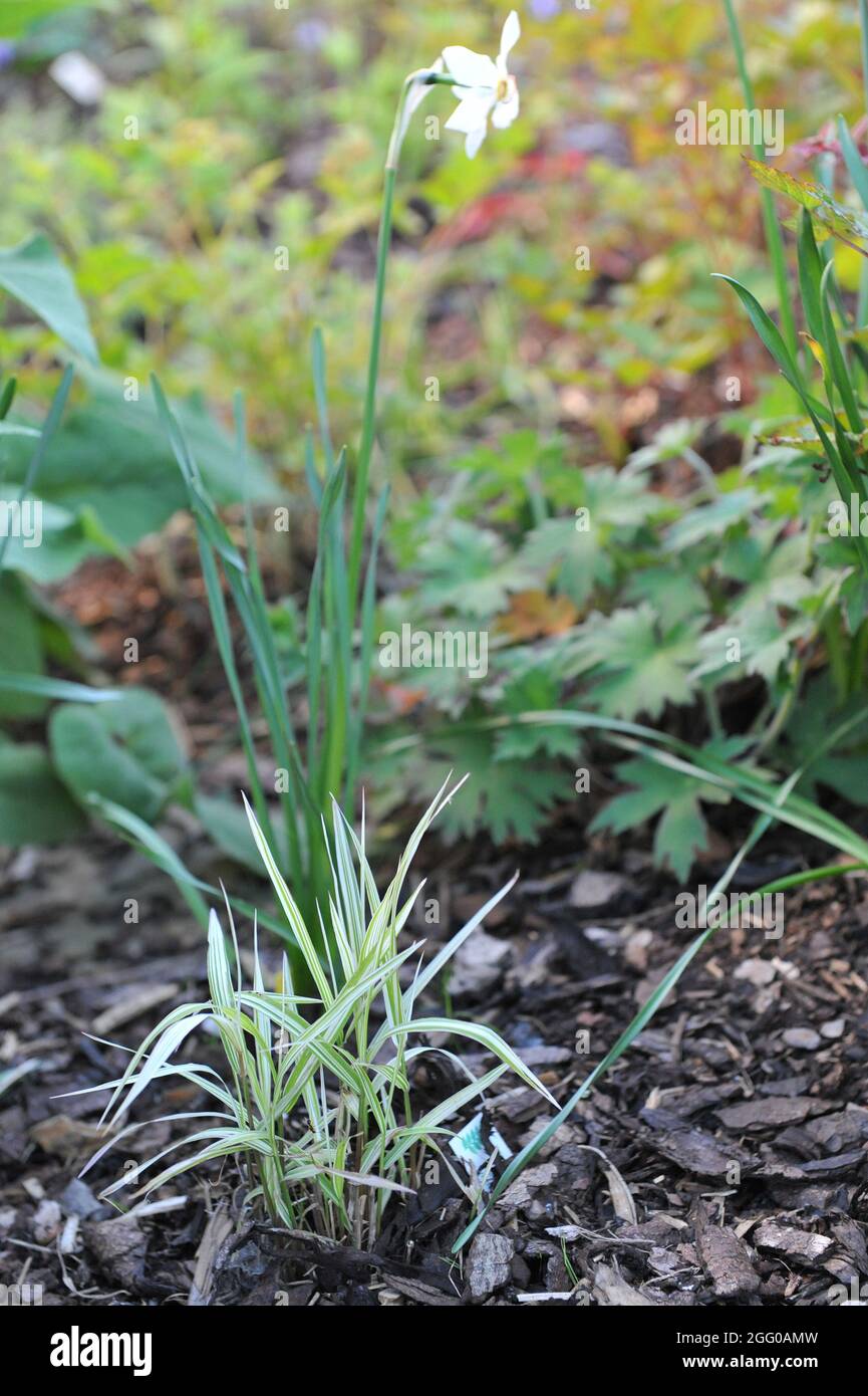 Variegated ornamental leaves of North America wild oats (Chasmanthium latifolium) River Mist in a garden in May Stock Photo