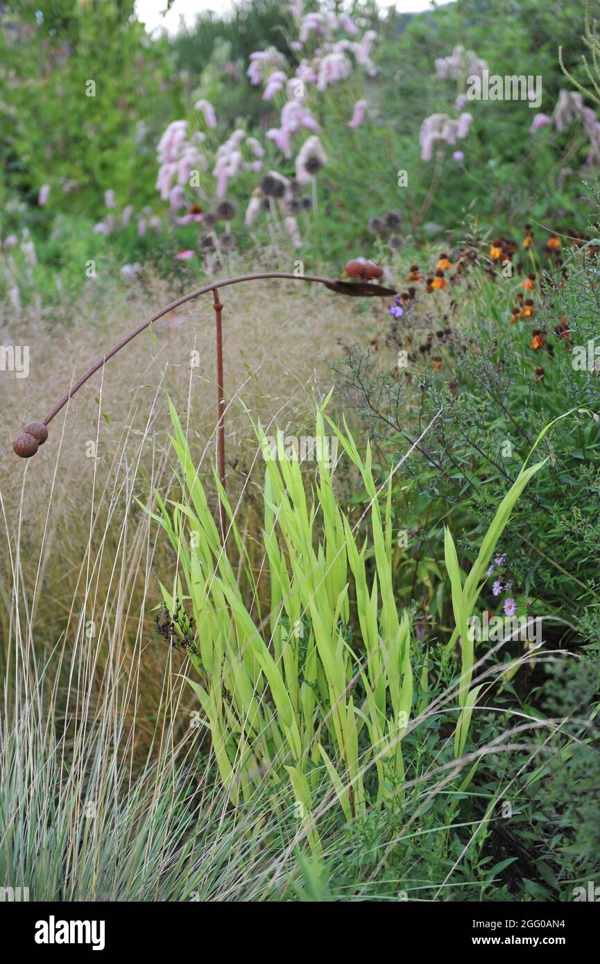 Chartreuse green ornamental foliage of North America wild oats (Chasmanthium latifolium) in a garden in August Stock Photo