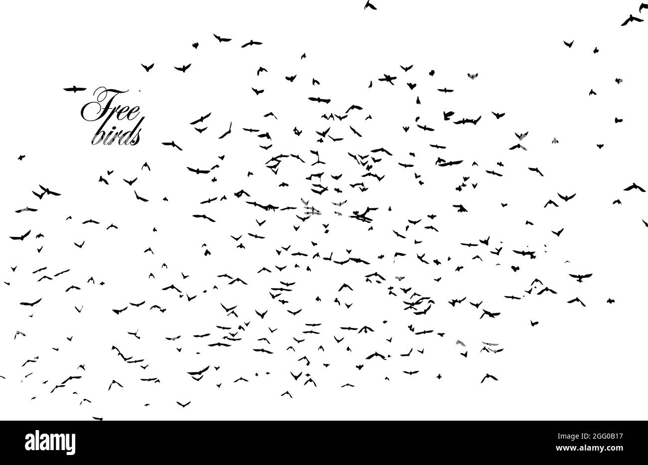 Shorebird vector vectors hi-res stock photography and images - Alamy