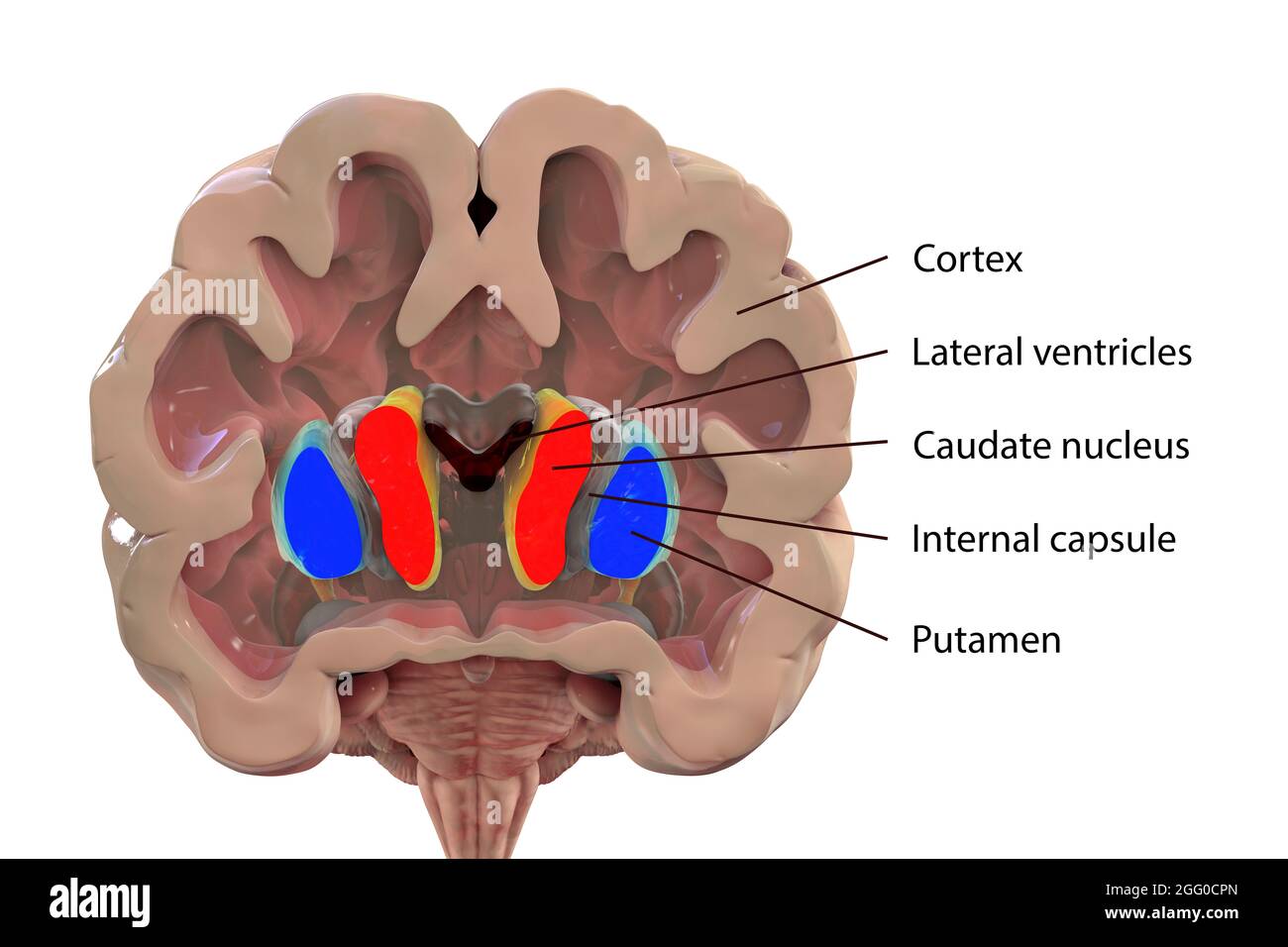 Illustration of the basal ganglia showing the caudate nucleus (red