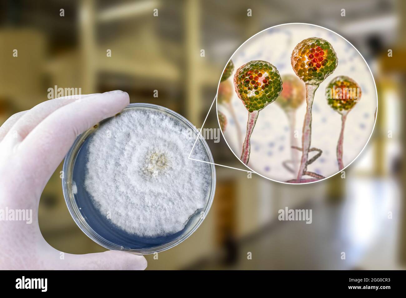 Composite image of mucor mould, also known as black fungus, and pin mould. Mucor sp. fungi are found in soil and decaying organic matter and are common indoor moulds. It can cause the rare but serious disease mucormycosis (zygomycosis) in patients that are immunocompromised or undergoing steroid therapy. The fungus can infect the lungs, sinuses, brain, gastrointestinal system, or the skin. In 2021 outbreaks of mucormycosis were seen in diabetic patients with Covid-19. Treatment is with antifungal drugs, although surgery is often needed to cut away the infected tissue. Stock Photo