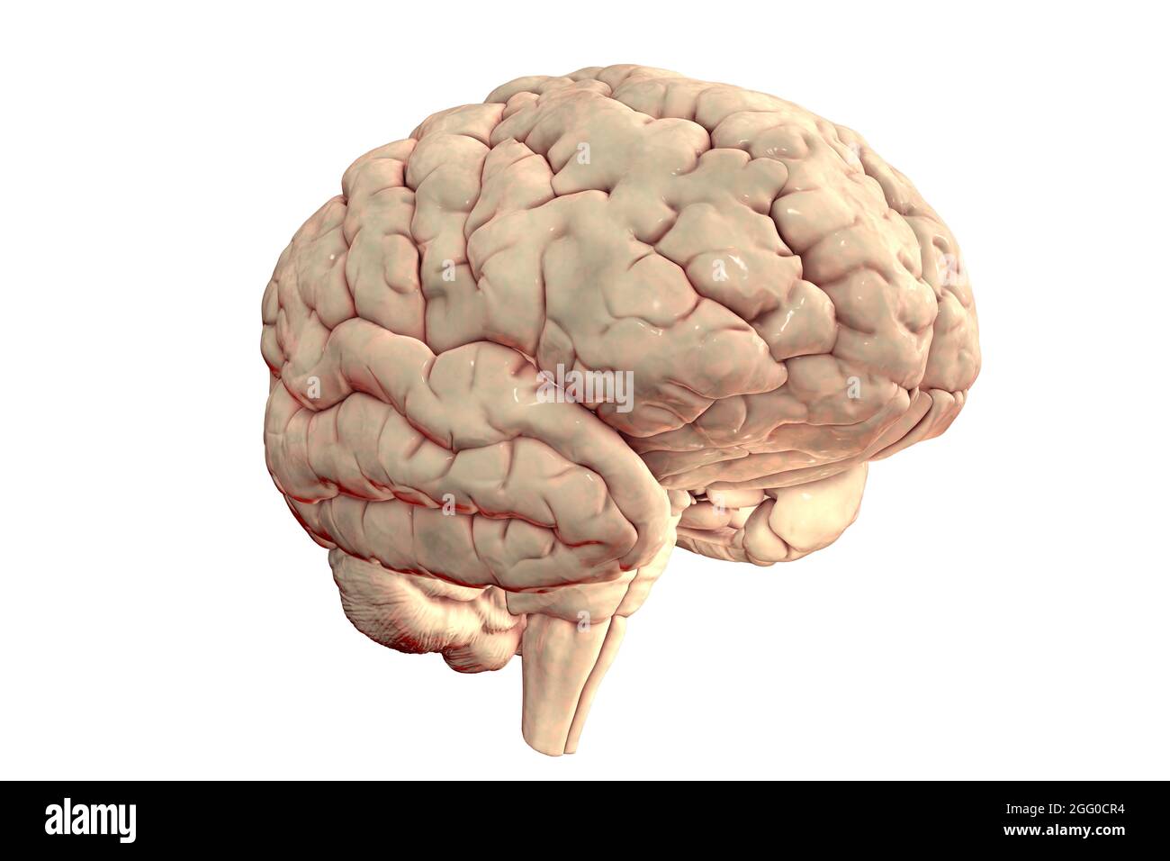 Human brain illustration Cut Out Stock Images & Pictures - Alamy