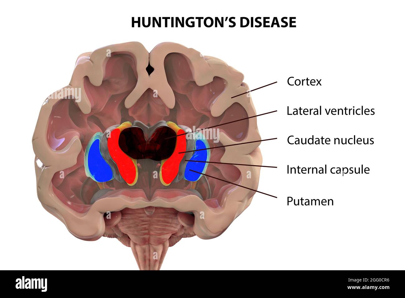 Illustration of the dorsal striatum and lateral ventricles in