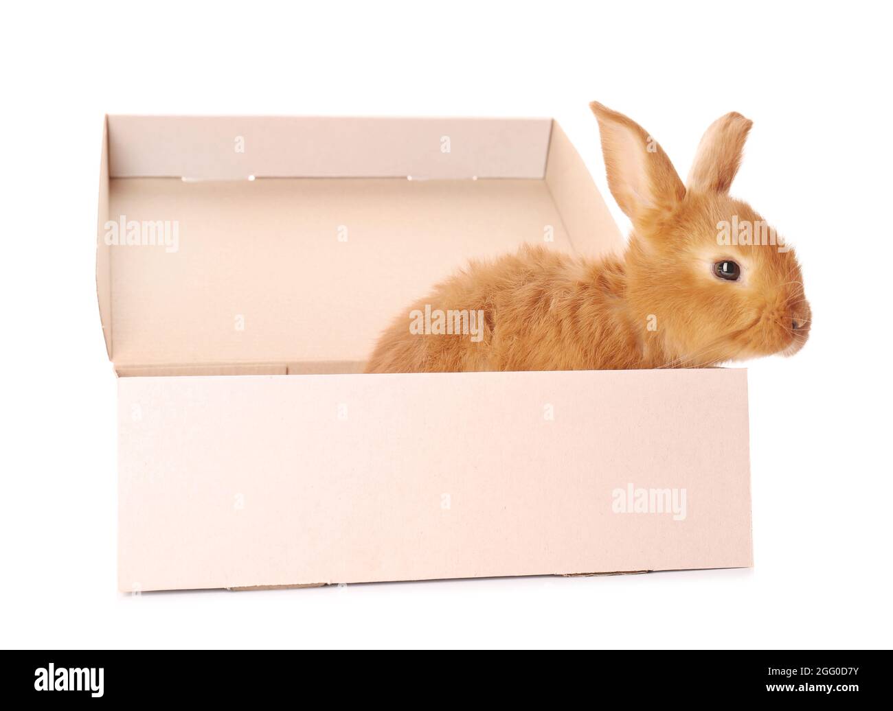 Cute funny rabbit in box on white background Stock Photo - Alamy