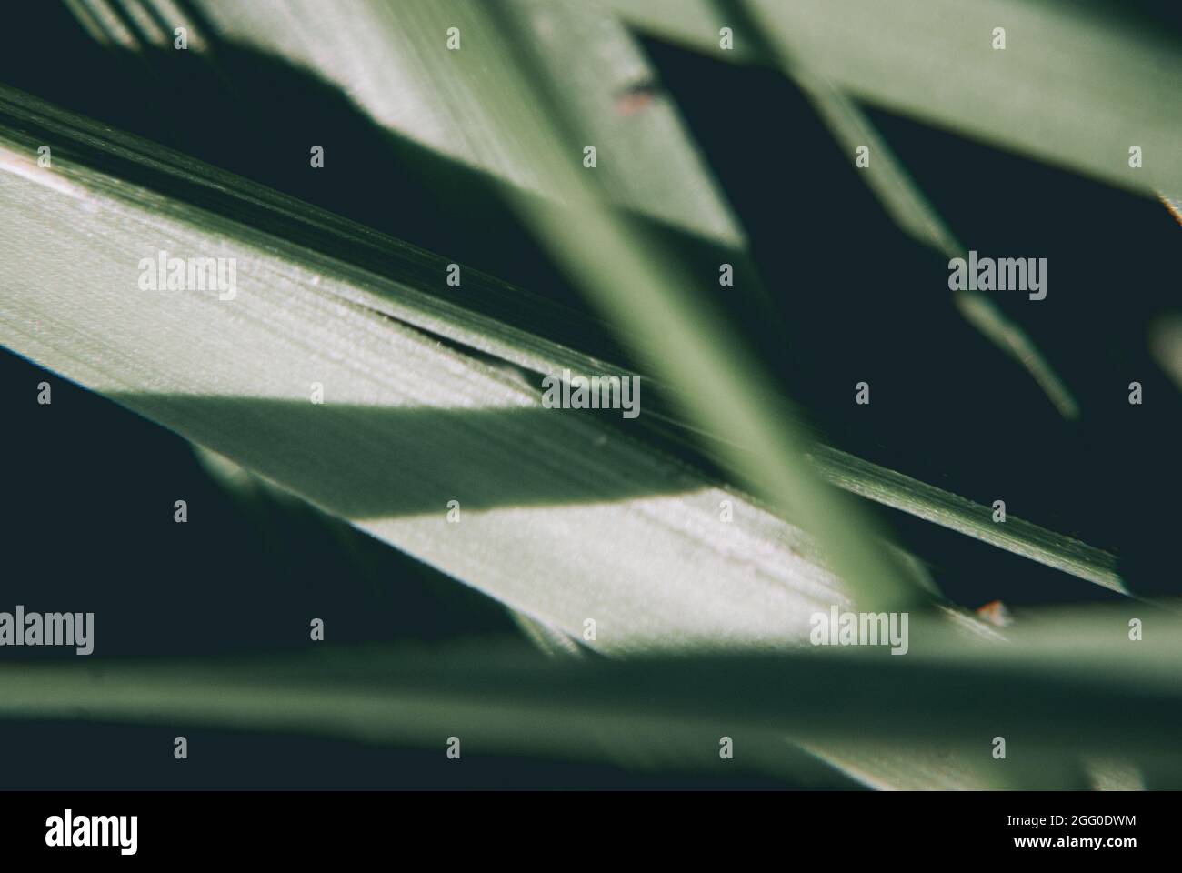 Leaf blade blades hi-res stock photography and images - Alamy
