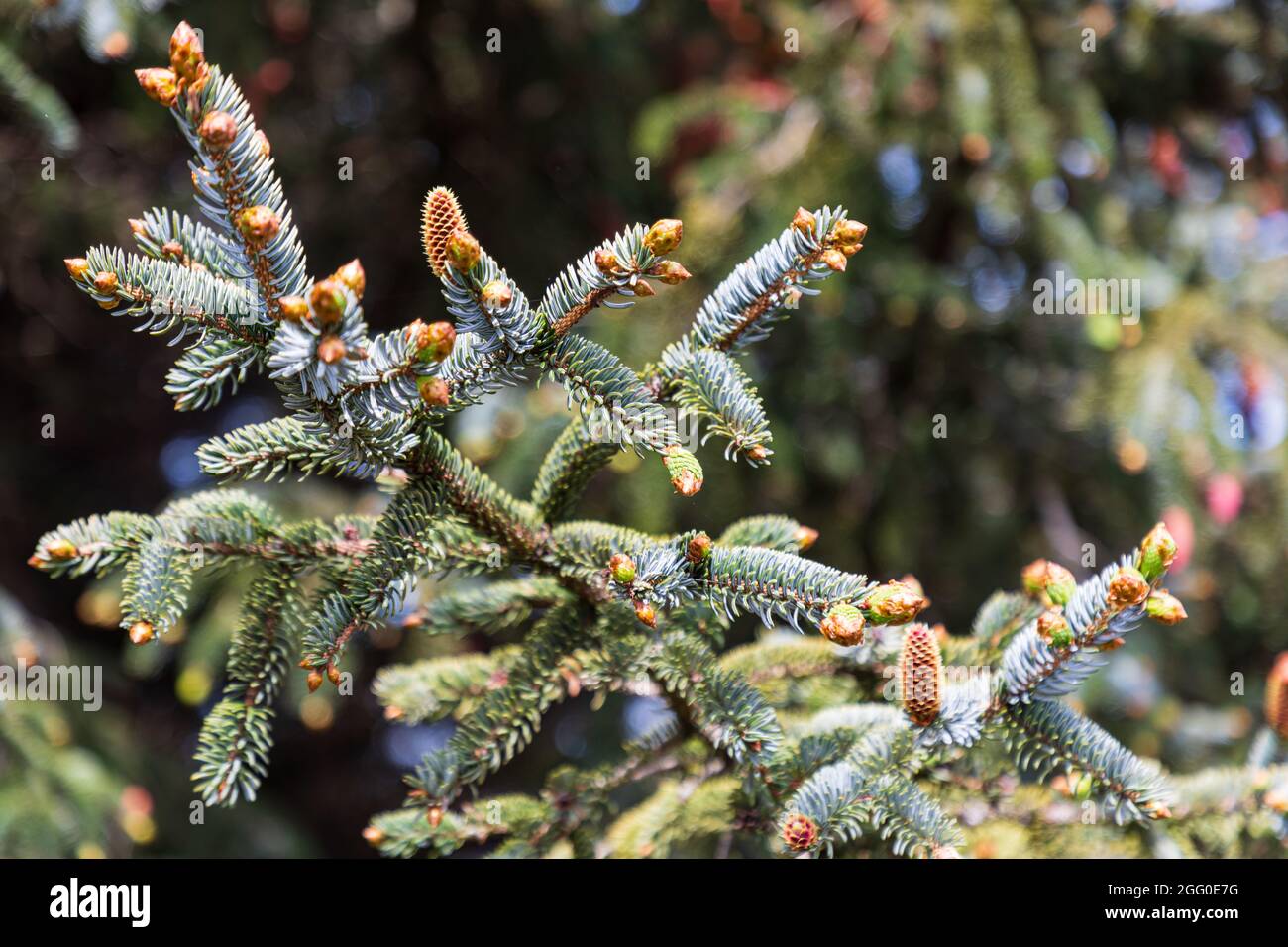 Brookings, Oregon, USA. Needles and cones on a conifer tree. Stock Photo