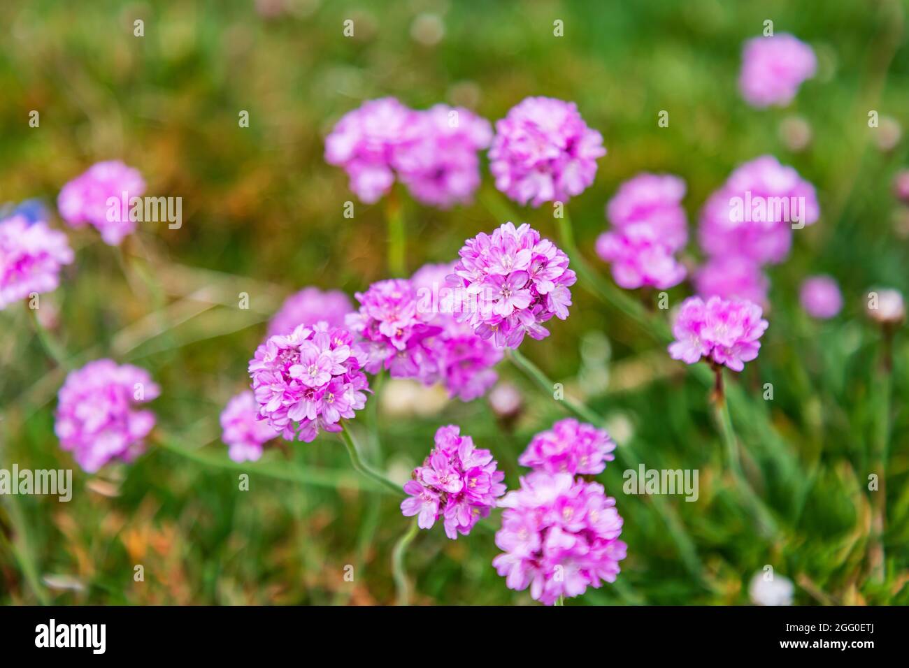 Bandon, Oregon, USA. Pink flowers in the town of Bandon, Oregon Stock