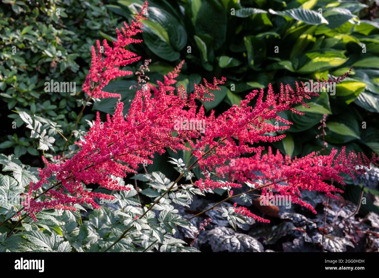 Astilbe, in a Virginia Garden, USA. Stock Photo