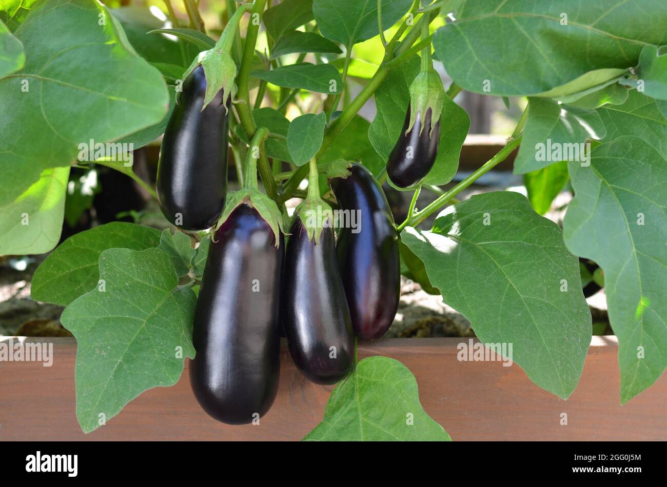 Ripe purple eggplants growing on a vegetable bed in your own garden. Organic farming concept. Stock Photo