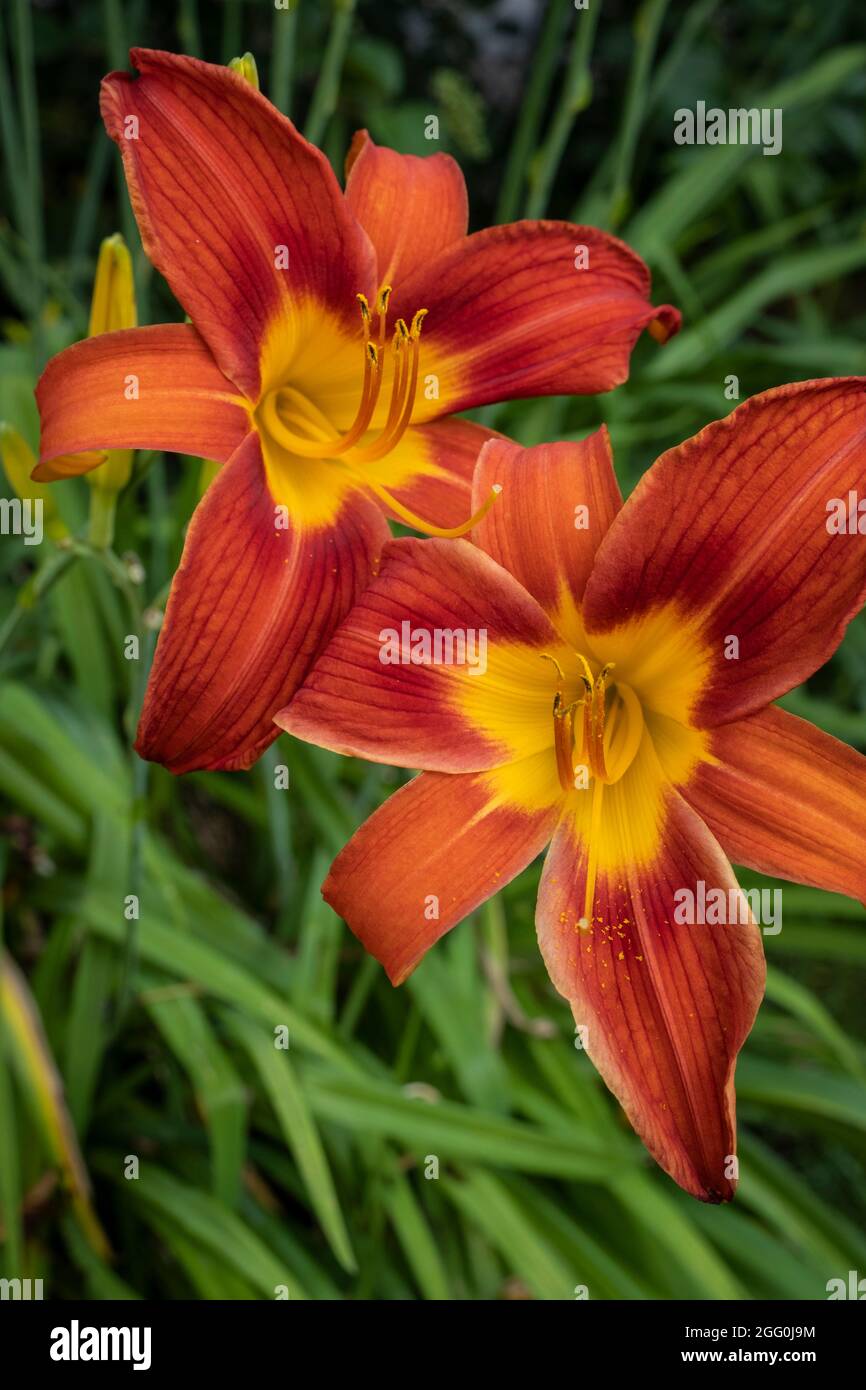Day Lilies, Alexandria, Virginia, USA Stock Photo Alamy
