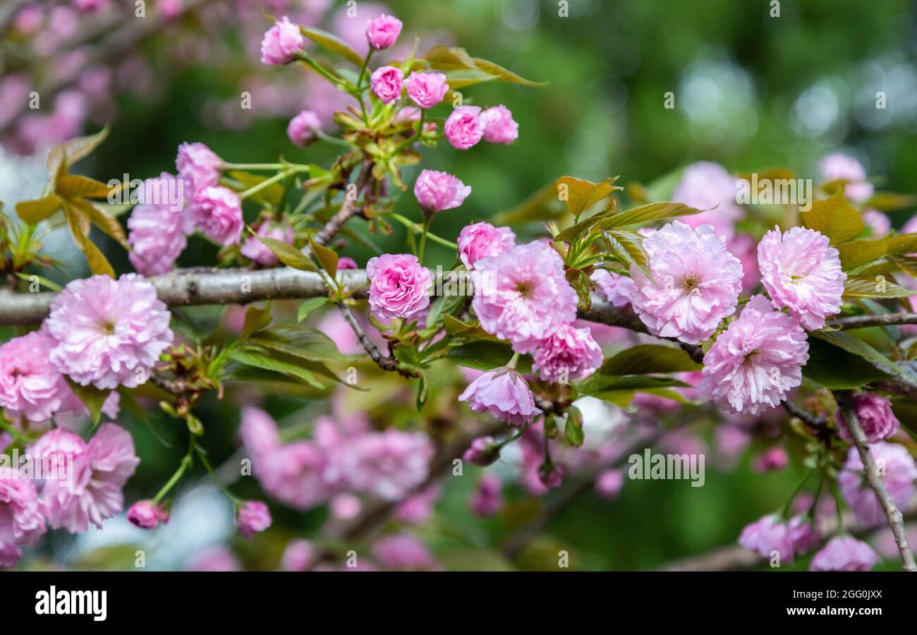 Kwanzan Cherry Tree Blossoms, April, Virginia, USA. Stock Photo