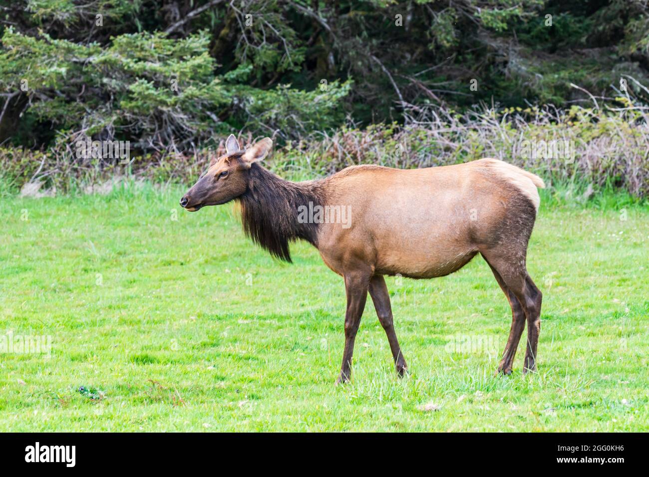 Ecola State Park, Oregon, USA. Roosevelt Elk in Ecola State Park on the Oregon coast. Stock Photo