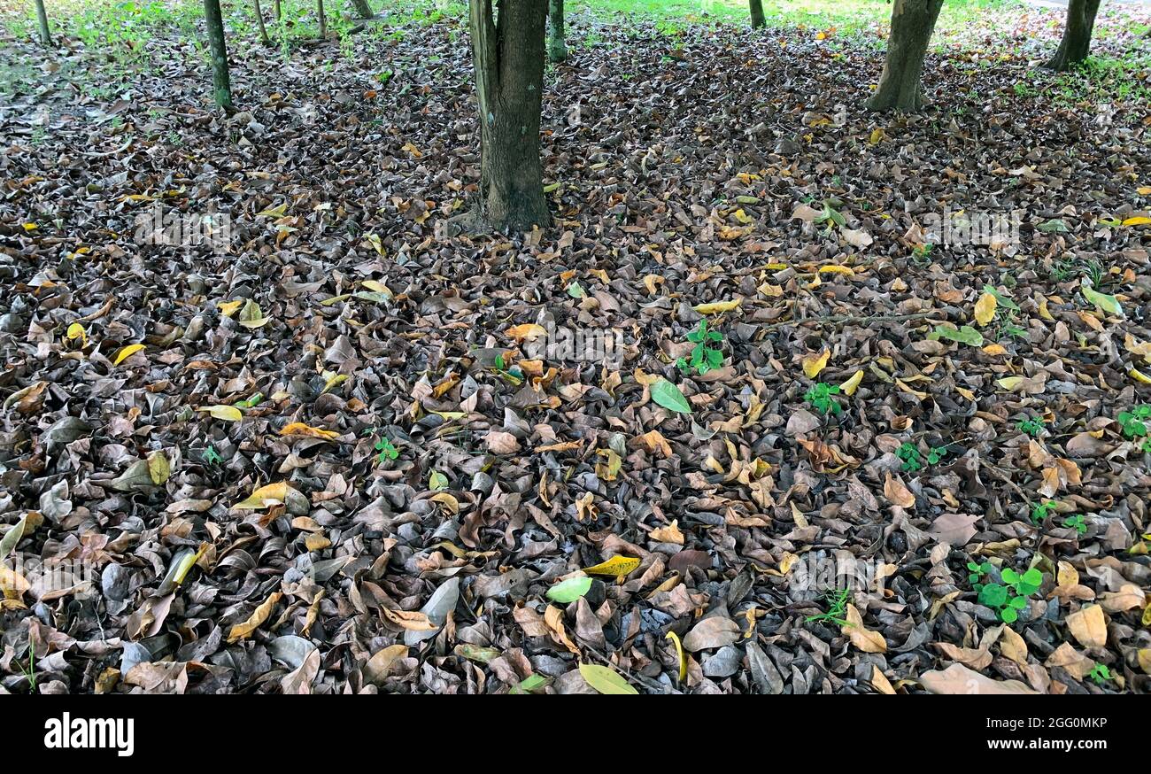 Dry leaves on the tropical forest floor. Natural background Stock Photo