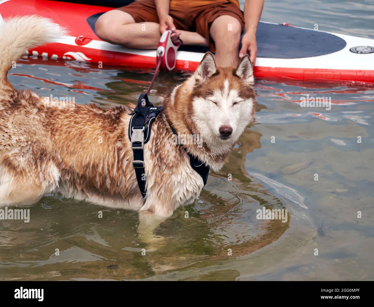 Wet husky dog and spray of water. A beautiful husky is swimming in the  lake. Dog is standing on the SUP board. Summer time and vacation concept.  copy space Stock Photo -