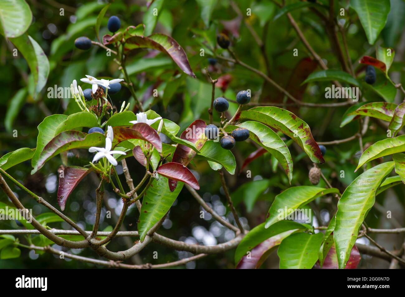 Pranajiwa (Euchresta horsfieldii), medicinal plants known in West Nusa Tenggara and the island of Bali. Selected focus. Stock Photo