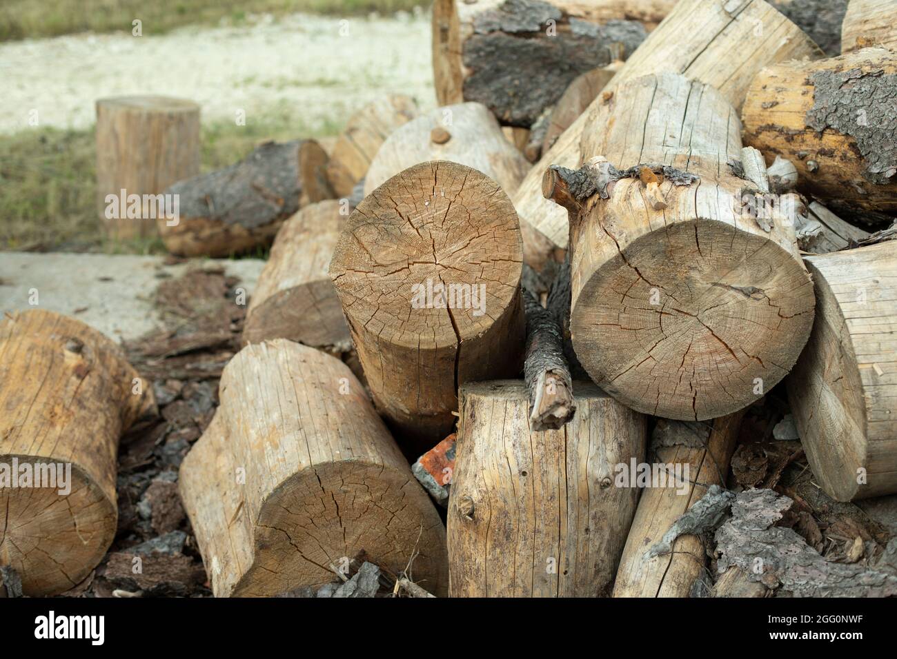 Tree stumps for preparation of cutting firewood. The stumps of the tree