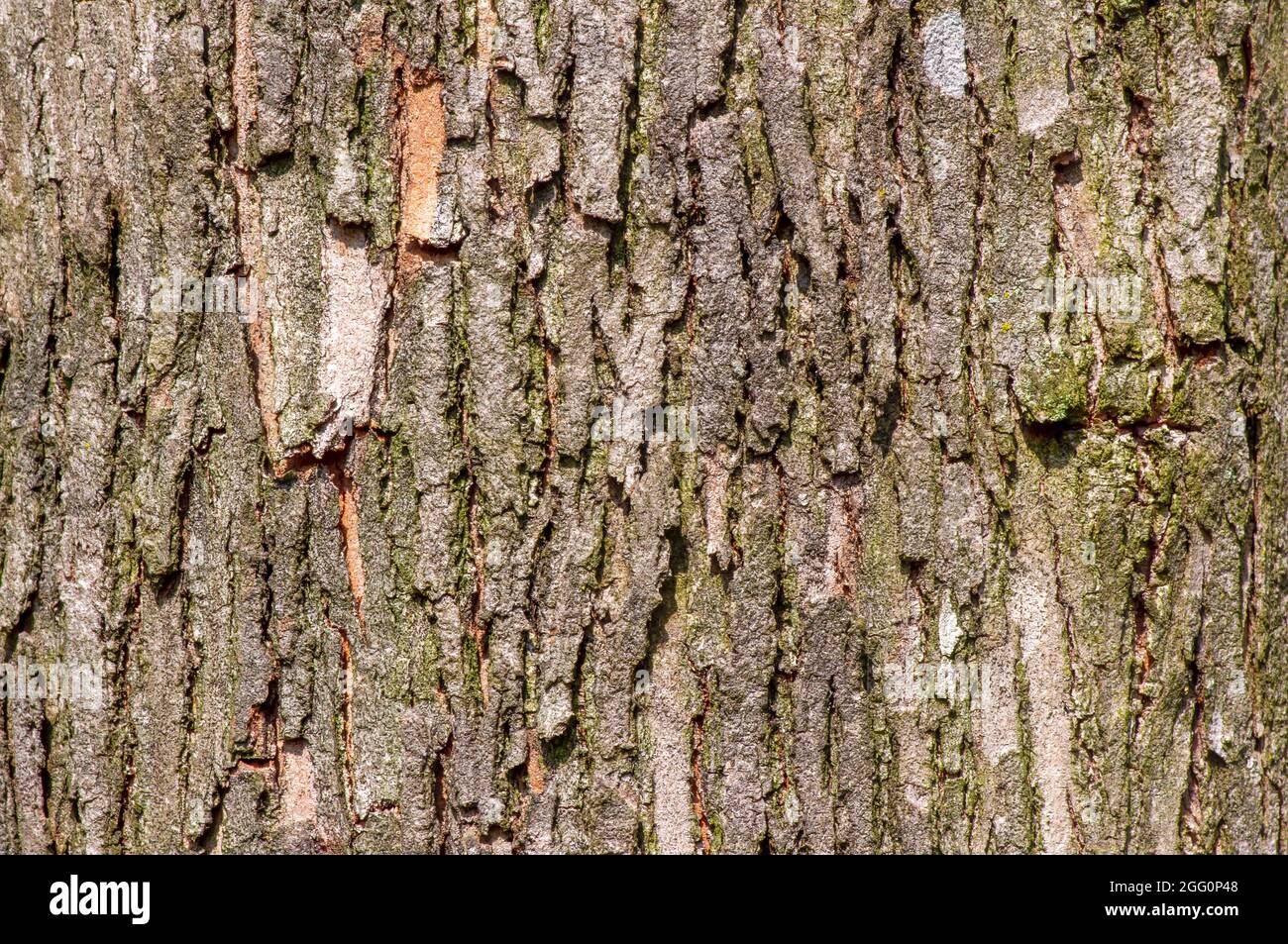 Tree bark of  Acacia mangium plant for natural background Stock Photo