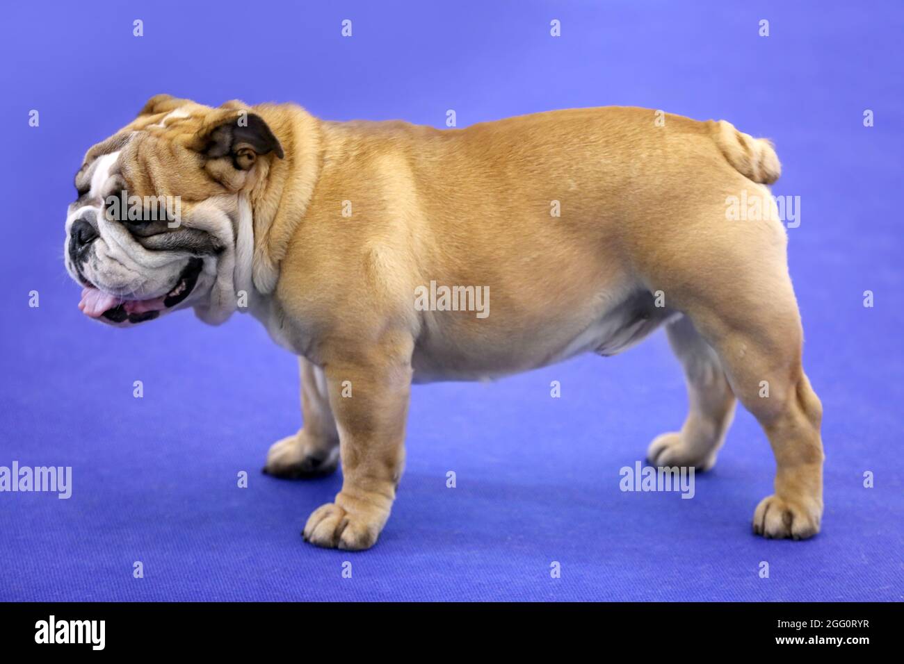Cute funny bulldog at dog show Stock Photo Alamy