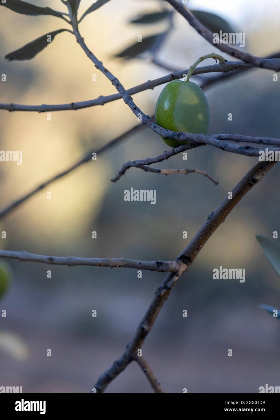 Olive tree leaves and fruit close-up. Nutrition and health Stock Photo ...