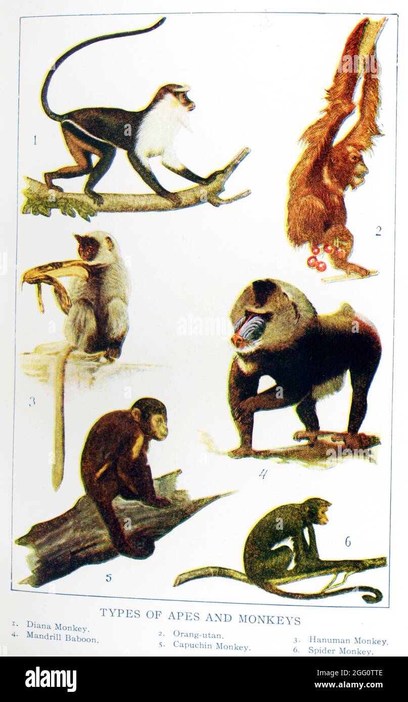 This 1917 illustration shows: Types of Apes and Monkeys They are from left to right, top to bottom: 1. Diana Monkey, 2, Orangutan, 3. Hanuman Monkey, 4. Mandrill Baboon, 5, Capuchin Monkey, 6. Spider monkey Stock Photo