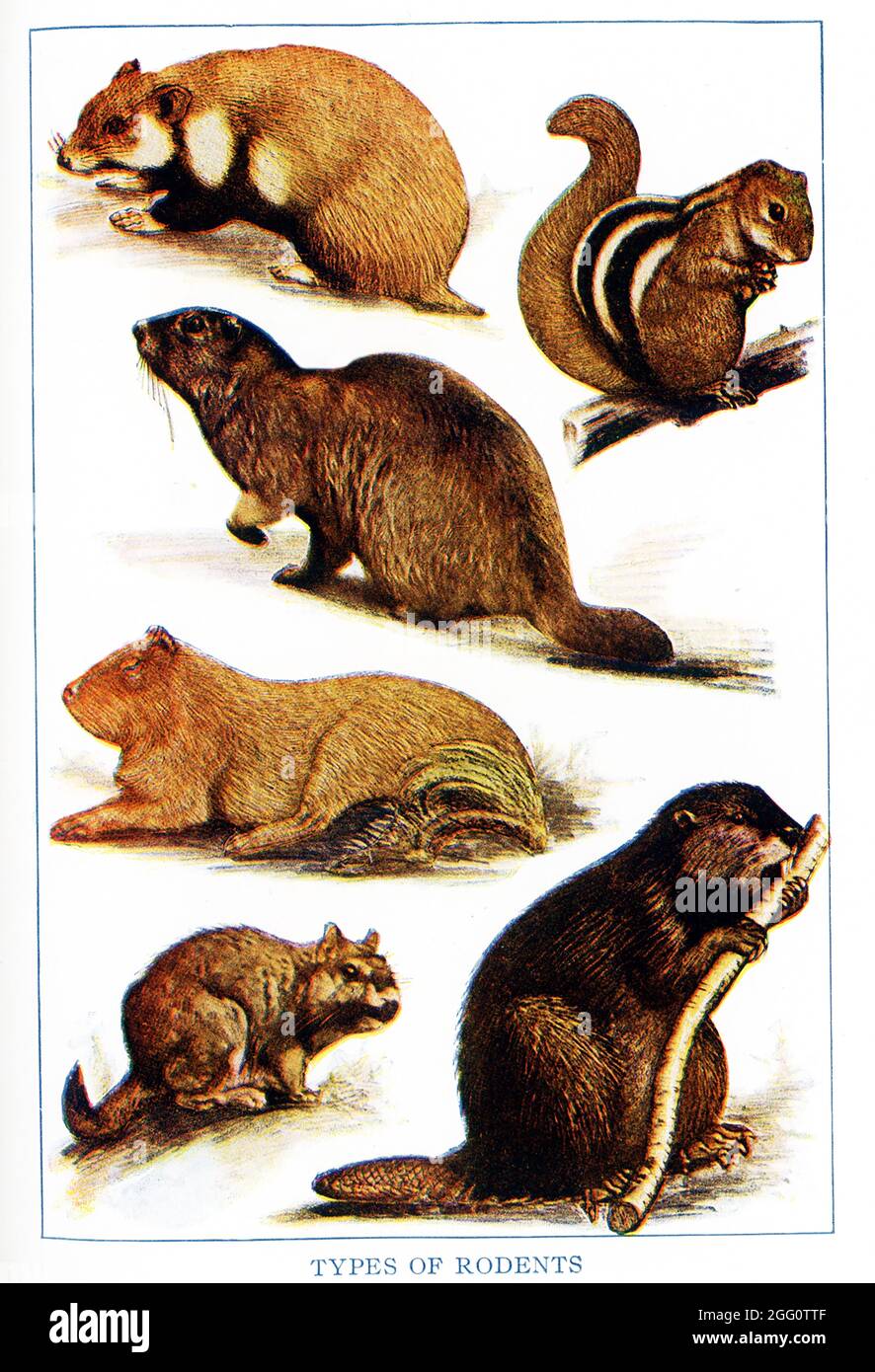Shown here are various types of rodents. From left to right, top to bottom, they are:  European hamster, East Indian Striped squirrel, Woodchuck, Marmot,  South American Capybara, South american Vizcacha, Beaver Stock Photo