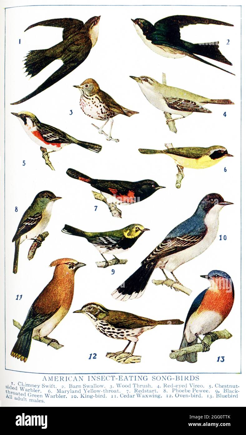 This 1917 illustration shows: American Insect-Eating Songbirds. 1. Chimney Swift, 2. Barn Swallow, 3. Wood Thrush, 4. Red-eyed Vireo, 5. Chestnut-sided Warbler, 6.Maryland Yellow-throat, 7. Redstart, 8. Phoebe Pewee, 9. Black-throated Greek Warbler, 10. King-bird, 11. Cedar Waxwing, 12. Oven-bird, 13. Bluebird - All adult males Stock Photo