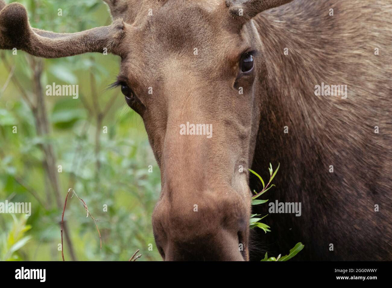 Young bull moose browsing in the brush along the Denali National Park road Stock Photo