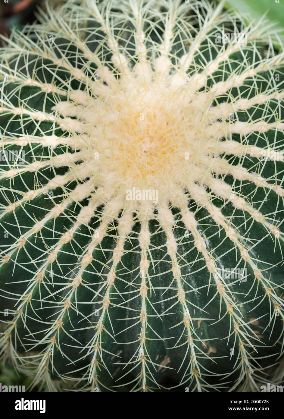 Close up of a golden barrel cactus or Echinocactus grusonii. Top view Stock Photo