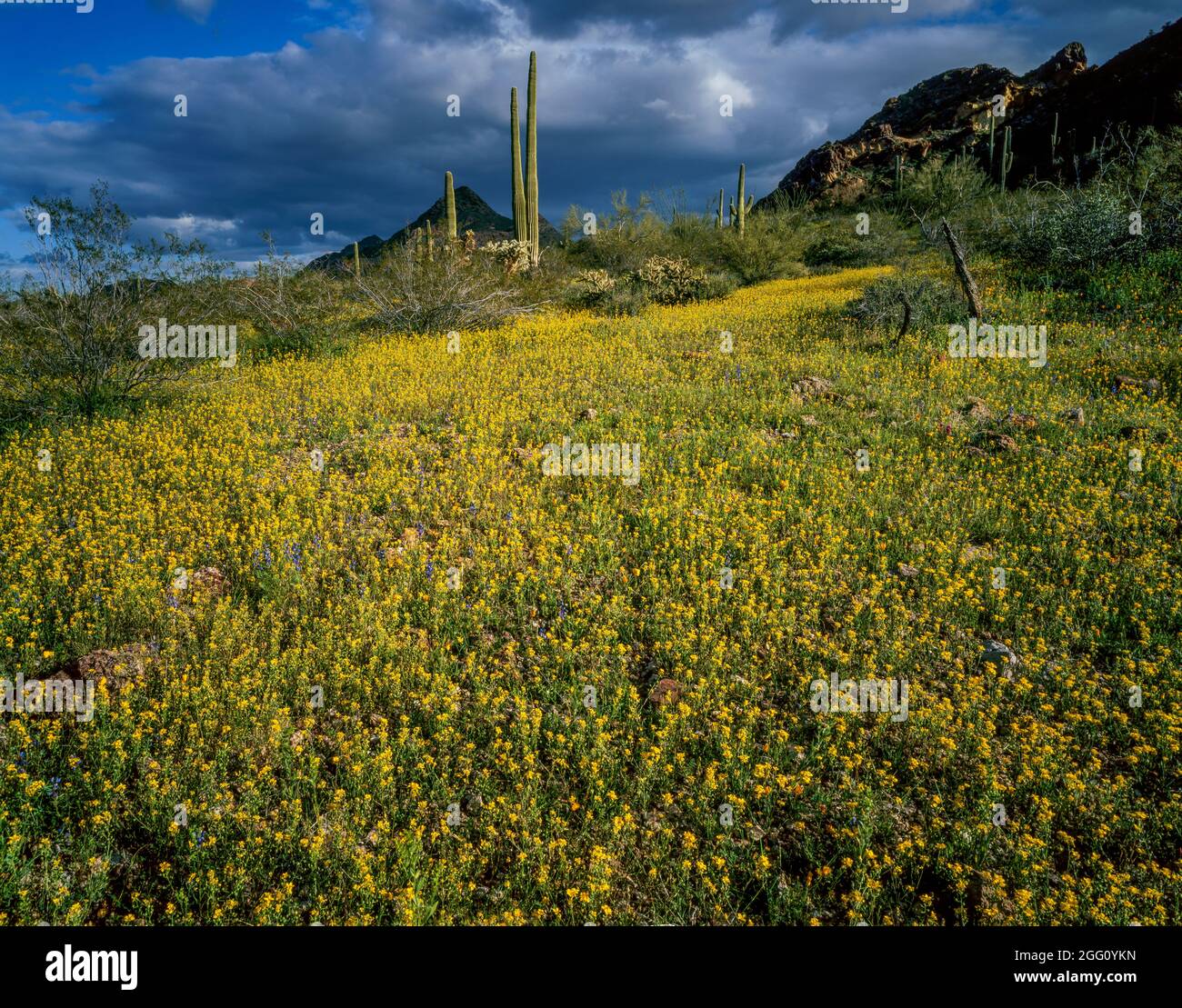 Bladderpod Mustard, Saguaro Cactus, Organ Pipe Cactus National Monument, Arizona Stock Photo